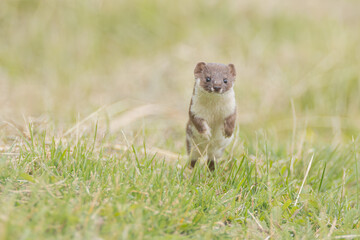 Mauswiesel beim Laufen