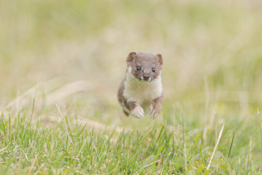 Mauswiesel beim Laufen