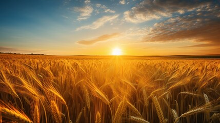 Obraz premium wheat field at sunset 