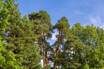 pine tree in the forest