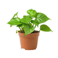 Fototapeta premium A lush green potted plant with heart-shaped leaves. Perfect for adding life and vibrancy to any indoor space.