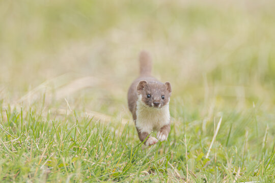 Mauswiesel beim Laufen