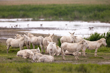 Weiße Esel - Barockesel