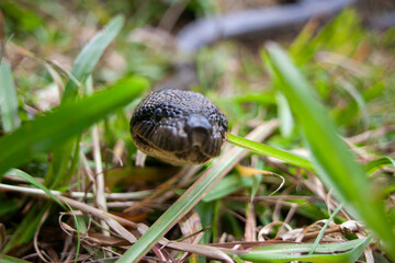 Close-up of Madagascar tree boa or Malagasy tree boa (Sanzinia madagascariensis) at Analamazaotra National Park in Madagascar