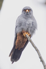 Männlicher Rotfussfalke