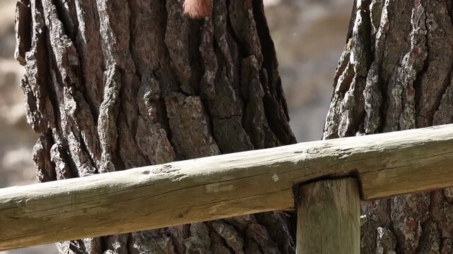 Ardilla roja europea Sciurus vulgaris salta a un pino desde pasamanos de madera en el &aacute;rea recreativa del preventorio en Alcoy, Espa&ntilde;a