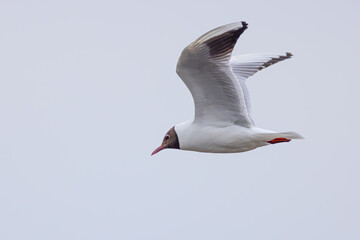 Lachmöwe im Flug