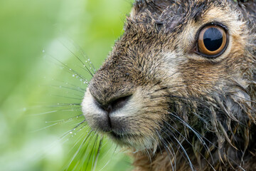 Nasser junger Feldhase