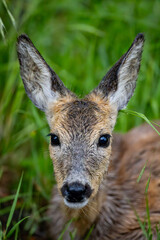 Nasses Rehkitz nach Unwetter
