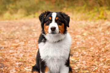 Tricolor Australian Shepherd puppy sits in the autumn forest on yellow leaves. Golden autumn fall background. 