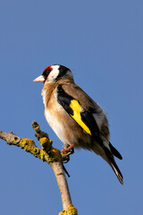 Fototapeta premium European Goldfinch (Carduelis carduelis) in Turvey Nature Reserve, Dublin, Ireland