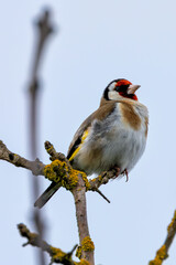 European Goldfinch (Carduelis carduelis) in Turvey Nature Reserve, Dublin, Ireland