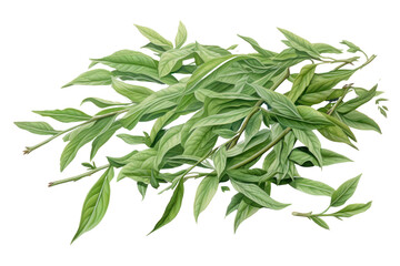Fototapeta premium Various green tea leaves, isolated on white background.