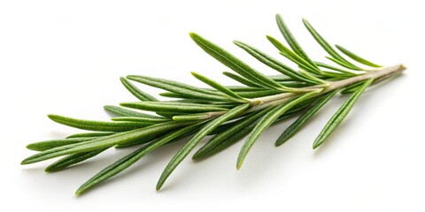 Fototapeta premium Rosemary leaf herbal spice on white background, rosemary, leaf, herbal, spice, isolated, aromatic, culinary, ingredient, green