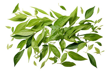 Obraz premium Various green tea leaves, isolated on white background.