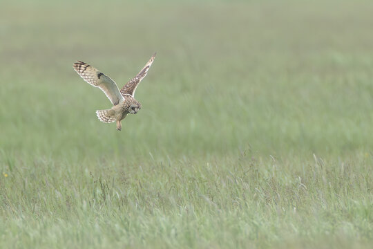 Sumpfohreulen im Flug