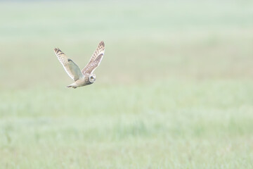 Sumpfohreulen im Flug