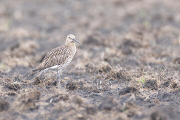 Grosser Brachvogel im Acker