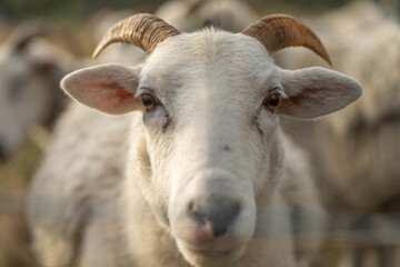 Sheep and Lambs in Australian Fields drinking milk and eating grass