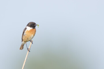 Blaukehlchen mit Raupe