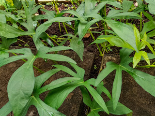 Selective focus. View of a sweet potato plant of the Cilembu sweet potato type which can only be found in Indonesia. Sweet potato tree in farm fields. 
