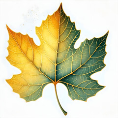 Fototapeta premium A poplar leaf with golden yellow in the watercolor style. 