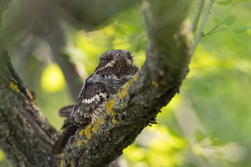 Seltener Ziegenmelker Vogel