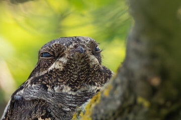 Seltener Ziegenmelker Vogel