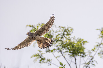 Turmfalke auf der Jagd 