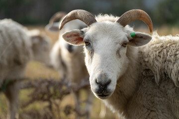 Dry land shorn Merino sheep on a farm in a drought Summer in Australia