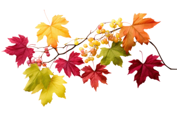 Colorful grape leaves isolated on white background.