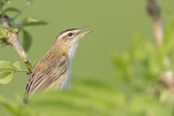 Singender Schilfrohrsinger 
