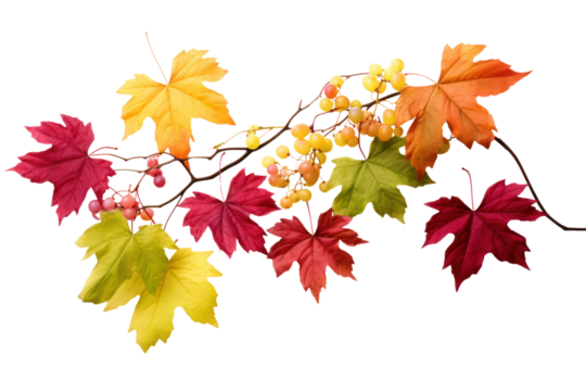 Colorful grape leaves isolated on white background.