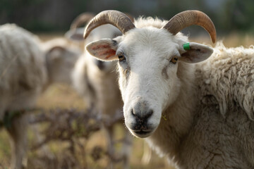 Agricultural farm practicing regenerative farmer, with sheep grazing in field practicing rotational grazing storing carbon in the soil through fungi by carbon sequestration