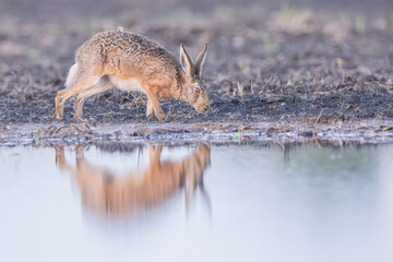 Feldhase am Neusiedler See © Markus