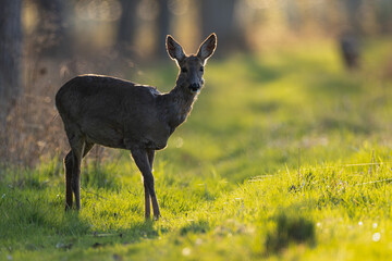 Reh bei Sonnenuntergang