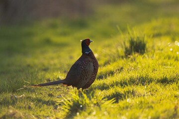 Fasan im Sonnenaufgang