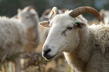 Merino sheep with lambs, grazing and eating grass in New zealand and Australia