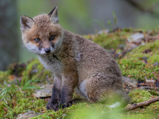 Fototapete bei efototapeten.de bestellen   