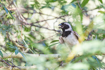 Vogel Südafrika - Spatz