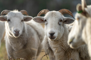 Dry land shorn Merino sheep on a farm in a drought Summer in Australia