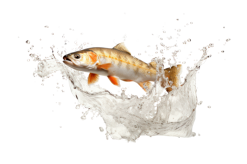 Fish jumping out of the water surface, isolated on white background.