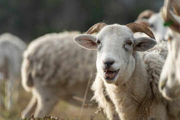 Obraz premium Dry land shorn Merino sheep on a farm in a drought Summer in Australia