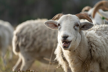 Merino sheep with lambs, grazing and eating grass in New zealand and Australia