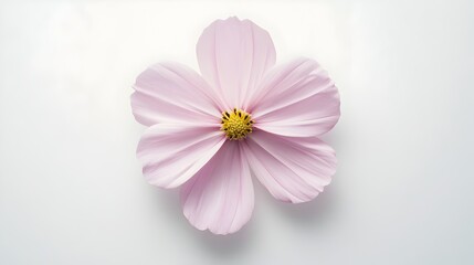 Obraz premium Delicate Cosmos Flower with Symmetrical Pink Petals on Pristine Canvas