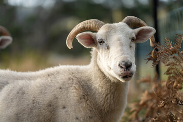 Dry land shorn Merino sheep on a farm in a drought Summer in Australia