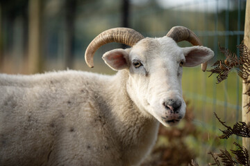 Sheep and Lambs in Australian Fields drinking milk and eating grass