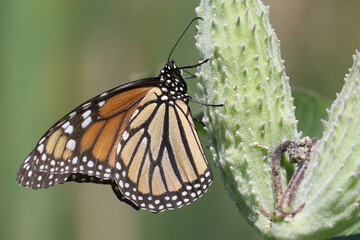 Monarch on milkweed plant