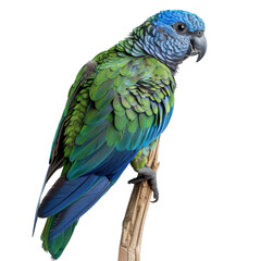 Naklejka premium A vibrant blue and green parrot perches on a branch, its head turned slightly towards the viewer. Its feathers are detailed and its eyes are bright.