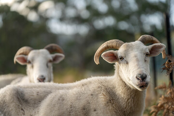 Fototapeta premium Agricultural farm practicing regenerative farmer, with sheep grazing in field practicing rotational grazing storing carbon in the soil through fungi by carbon sequestration